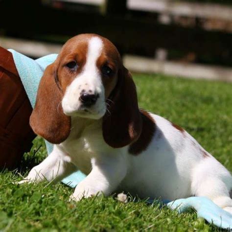 basset hounds for sale in georgia